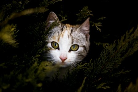 Focus Photography Of Gray Orange And Black Kitten Beside Green Plant
