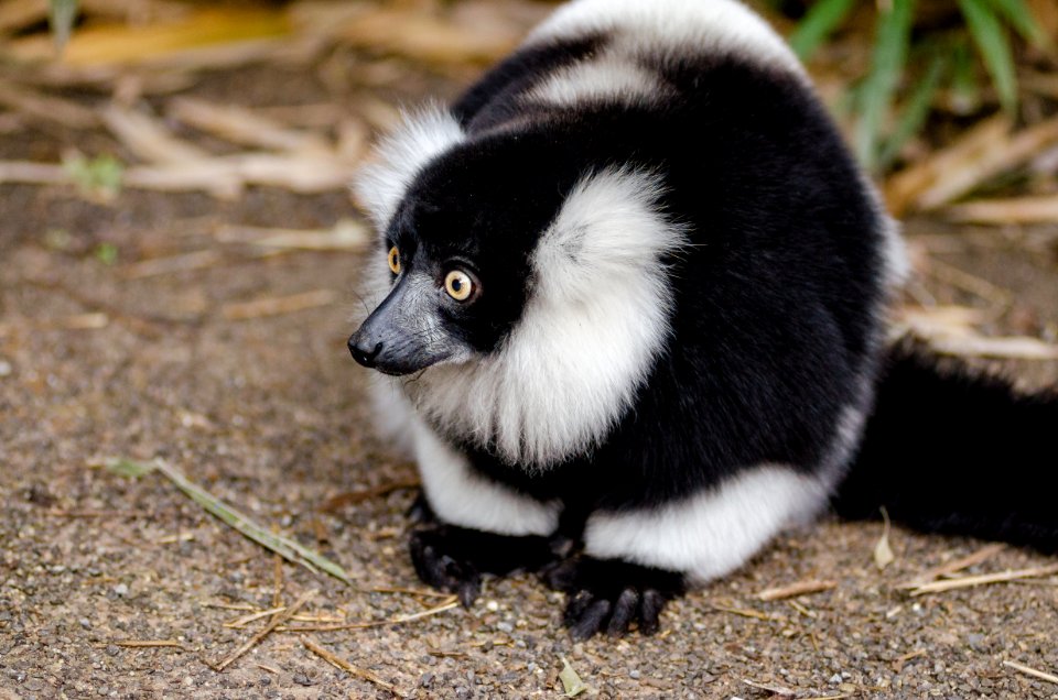 Black And White Lemur On Top Of Brown Surface