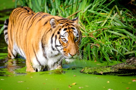 Tiger Walking On Pond Near Plants photo