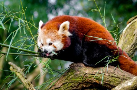 Red Panda On Bamboo Tree Branc photo