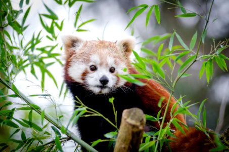 Brown And White Bear On Bamboo Tree photo