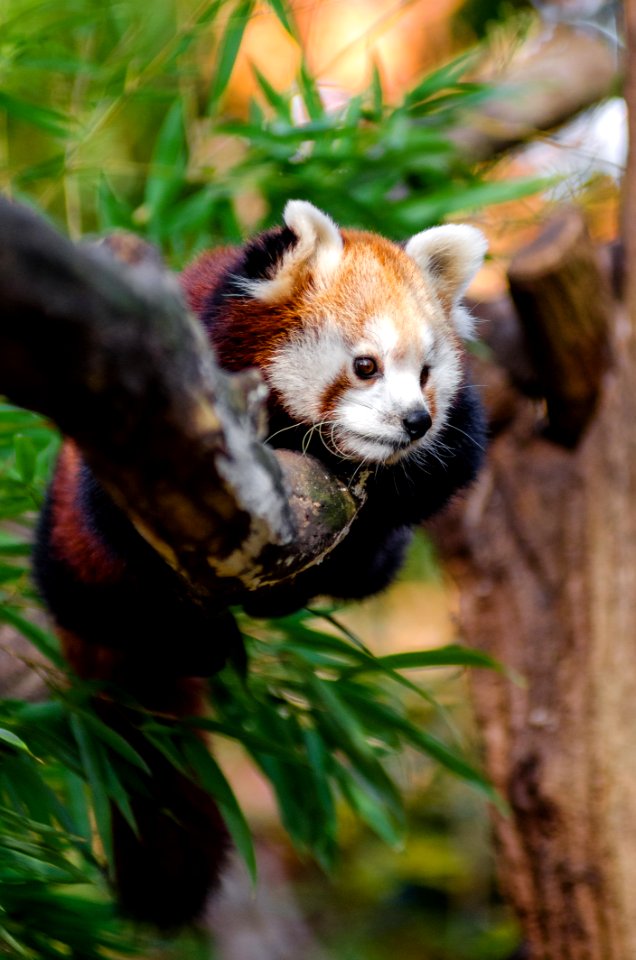 Red Panda On Tree Trunk During Daytime photo