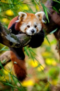 Red Panda photo