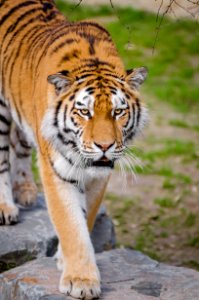 Shallow Focus Lens Photography Of Tiger photo