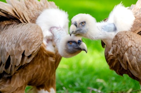 Brown And White Vultures Standing On Grass Field In Close Up Photography During Daytime