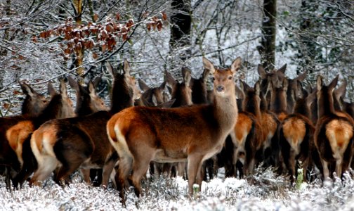 Herd Of Deer Sheltering