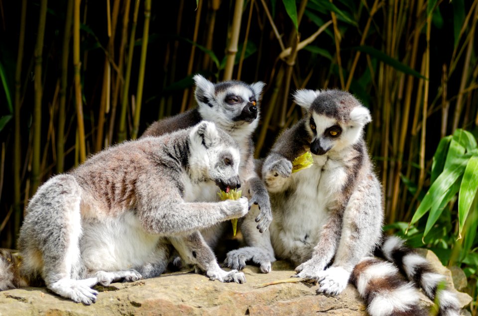 Gray Animal With Long Tail
