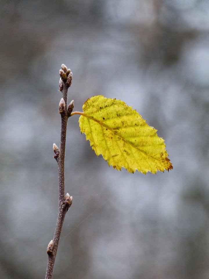 Plant autumn yellow