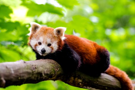 Red Panda On Brown Tree Trunk photo