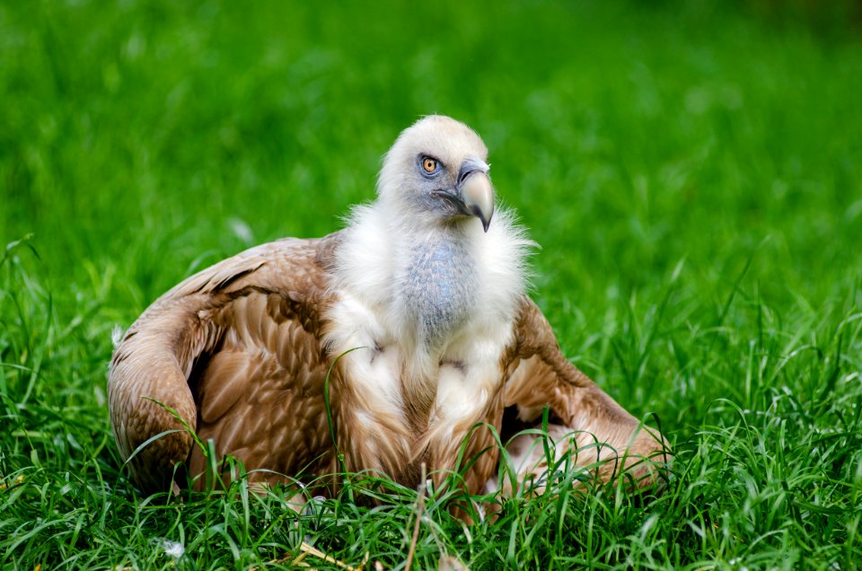 Eagle On Grassy Plains