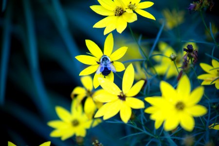 Yellow Petal Flowers photo