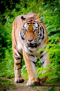 Tiger Beside Green Plants Standing On Brown Land During Daytime photo