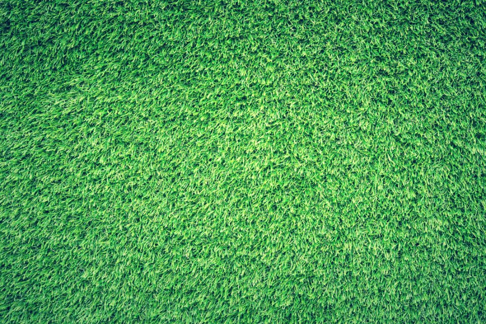 Green Grass Lawn photo