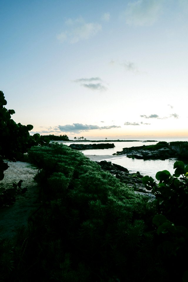 Beach With Forest
