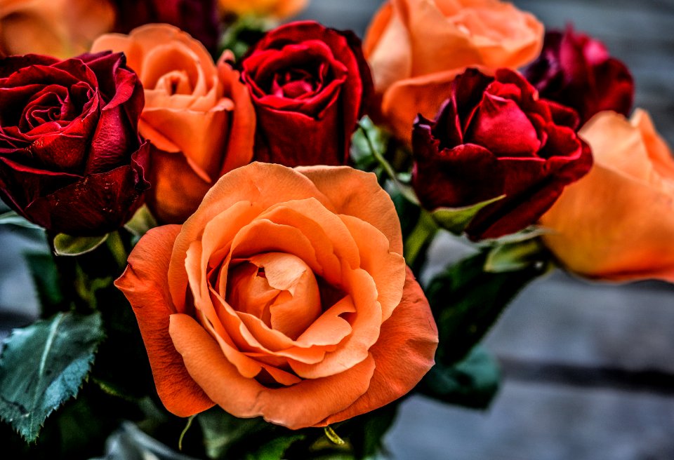 Landscape Photograph Of Orange And Red Flowers