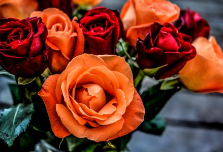 Landscape Photograph Of Orange And Red Flowers photo