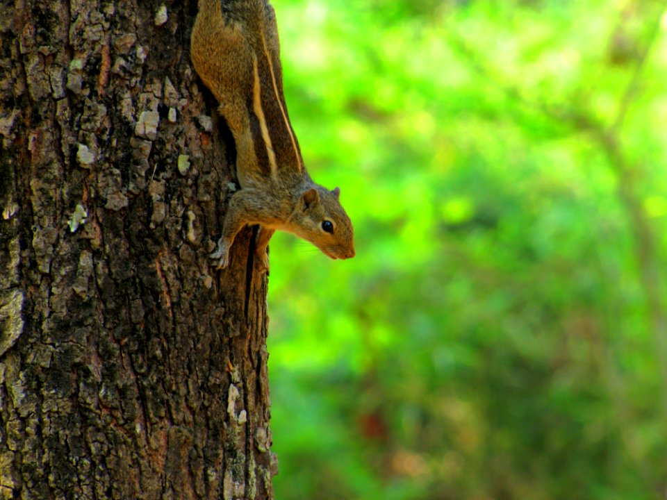 Chipmunk Climbing Down A Tree