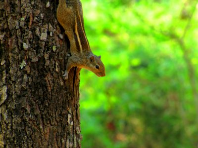 Chipmunk Climbing Down A Tree photo
