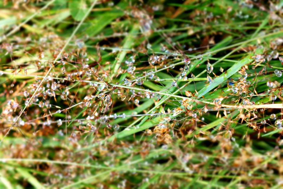 Drops Of Dew On Green Grass