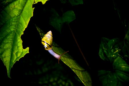 Yellow And Black Stripe Snail On Green Leaf photo