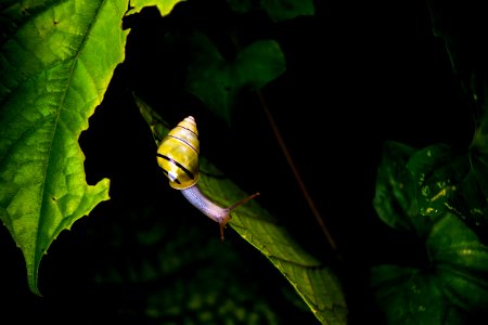 Yellow And Black Stripe Snail On Green Leaf