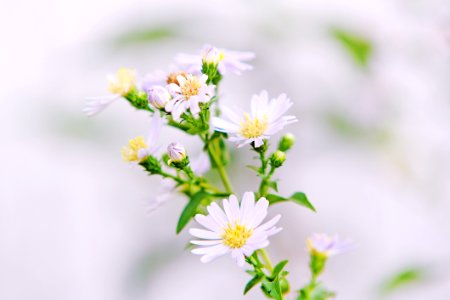Close Up Photo Of White Petaled Flower With Yellow Stigma photo