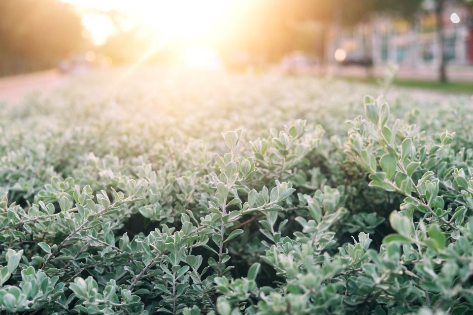 Green Plant During Daytime photo