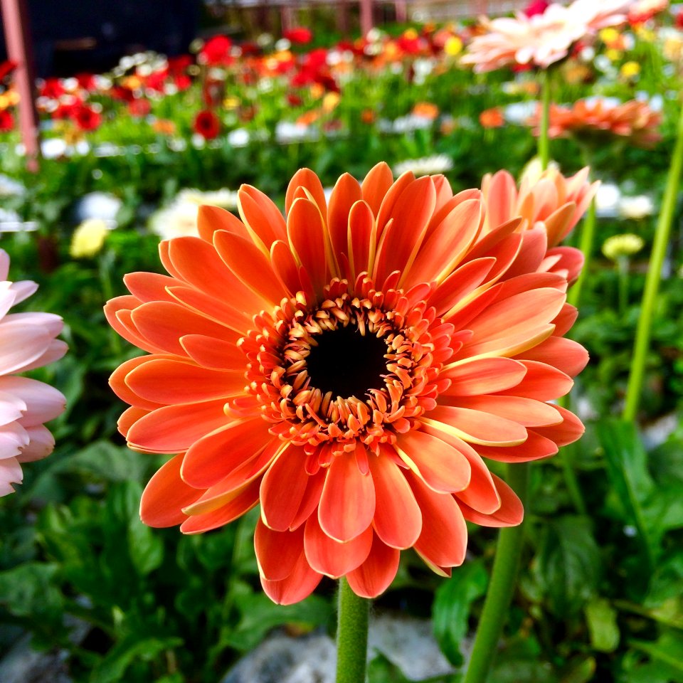 Orange Daisy
