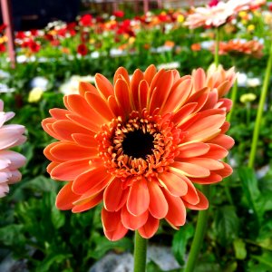 Orange Daisy