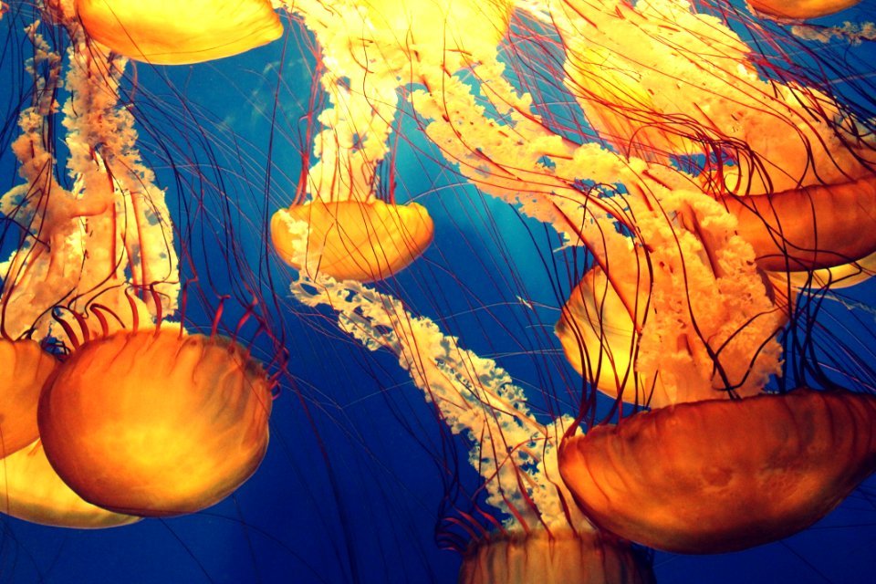 Jellyfish Illustration