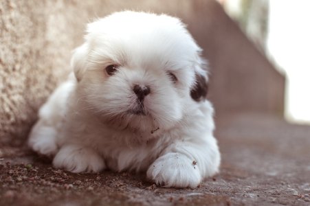 Closeup Photography Of White Long Coated Puppy photo