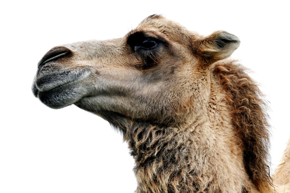 Close Up Photo Of Camel