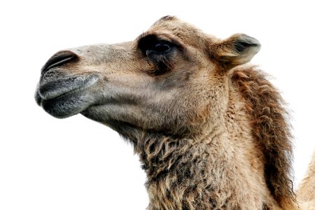 Close Up Photo Of Camel