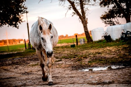 White And Brown Horse On Brown Mud photo