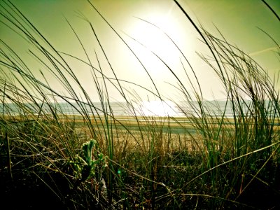 Green Grass Near Beach Under The Sun