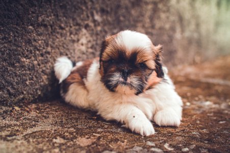 White And Brown Short Coated Puppy photo