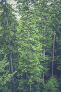 Aerial View Of Tall Trees In The Woods photo