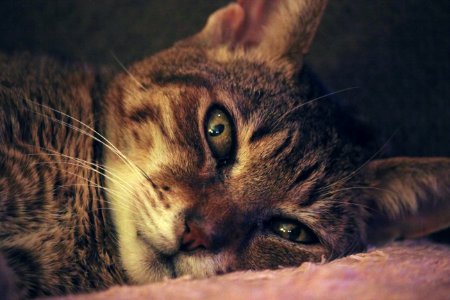 Brown Tabby Cat Laying On Pink Textile photo