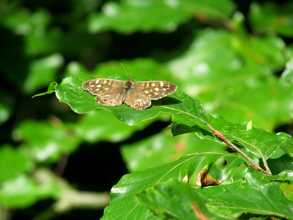 Insect animals nature
