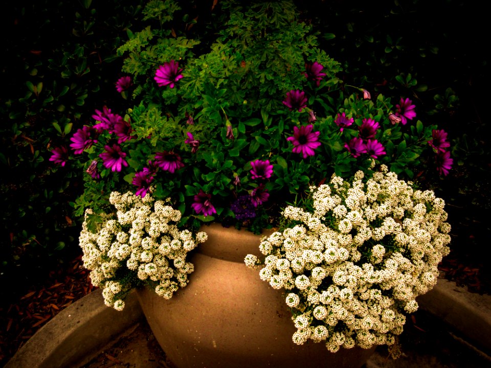 Red And White Petaled Flower On Brown Clay Pot
