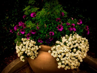 Red And White Petaled Flower On Brown Clay Pot
