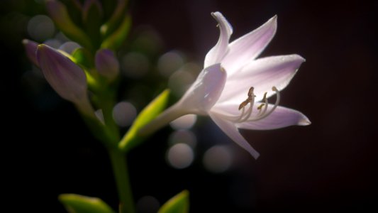 Pale Violet White Flower