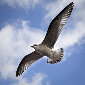 Seagull In Sky