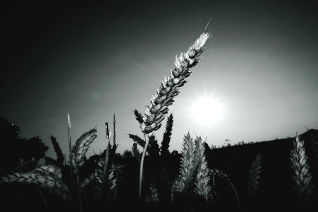 Gray-scale Landscape Photograph Of Field Of Wheat photo