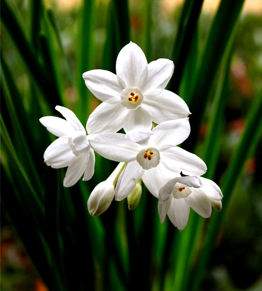 White Flowers In Garden
