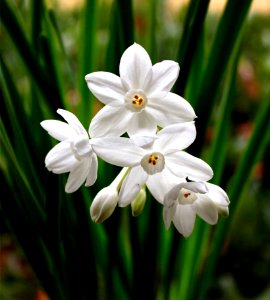 White Flowers In Garden