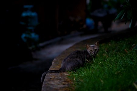 Black Tabby Cat On Green Grass During Night Time