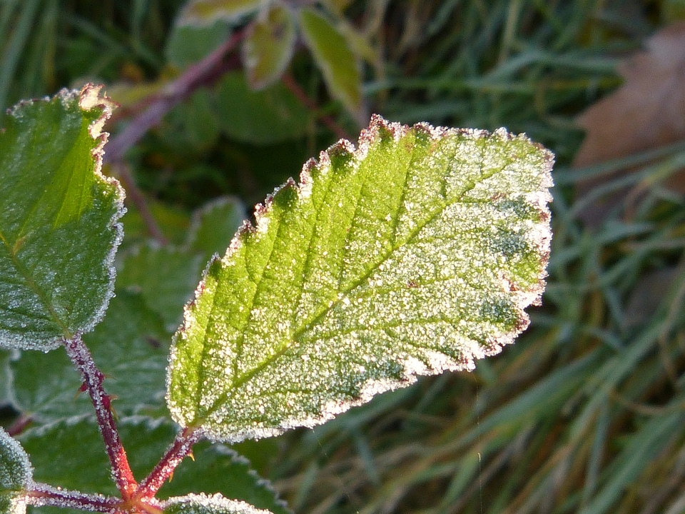 Frost hoarfrost cold