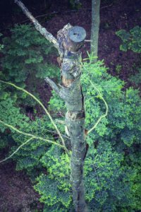 High Angle Photo Of Brown Wood Trunk