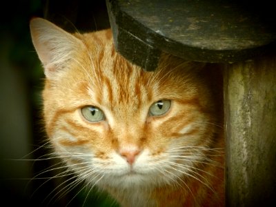 Orange Tabby Cat photo